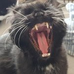 Mearas