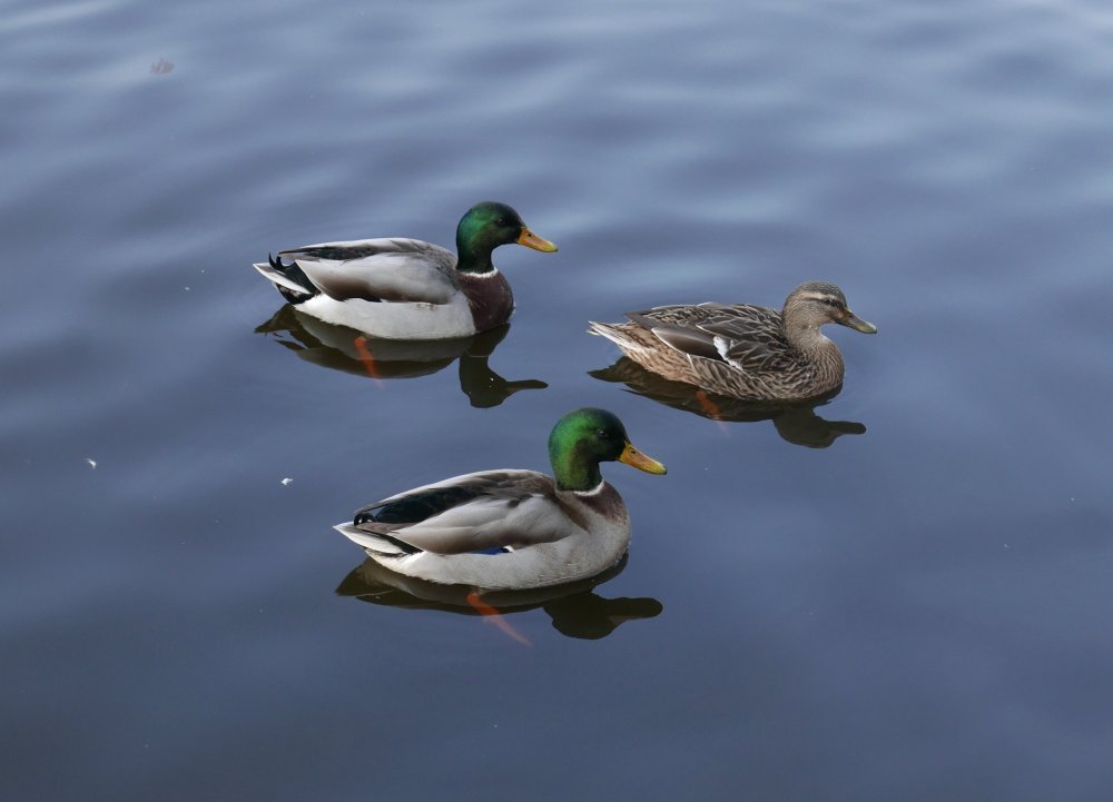 A7AD5AC0-AA91-4383-BFBB-A9E446871197.jpeg