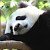 Pandapandi00