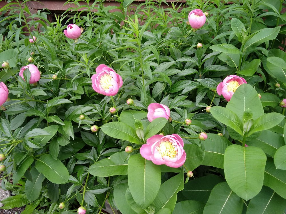20190606_133920.jpg