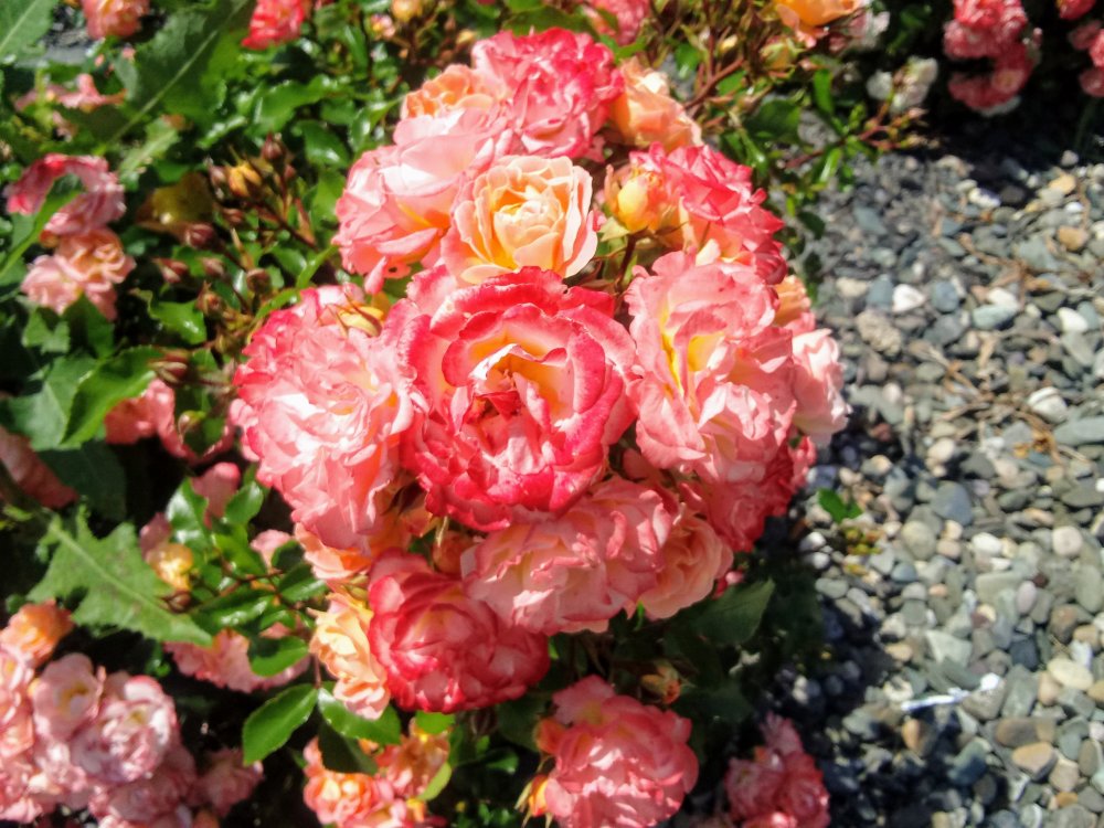 20190612_143153.jpg