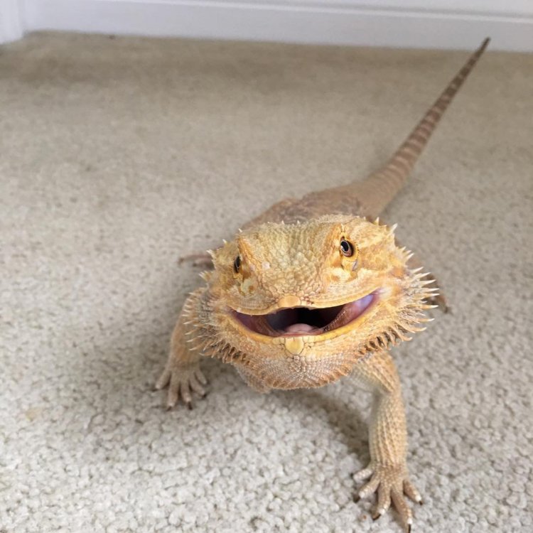 rex.thumb.jpg.ebe3f681335463e2398c5d0b12464de9.jpg