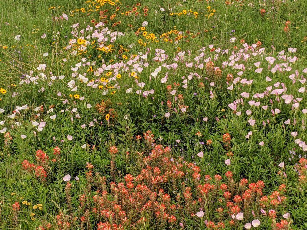 Wildflowers from Amber.jpg