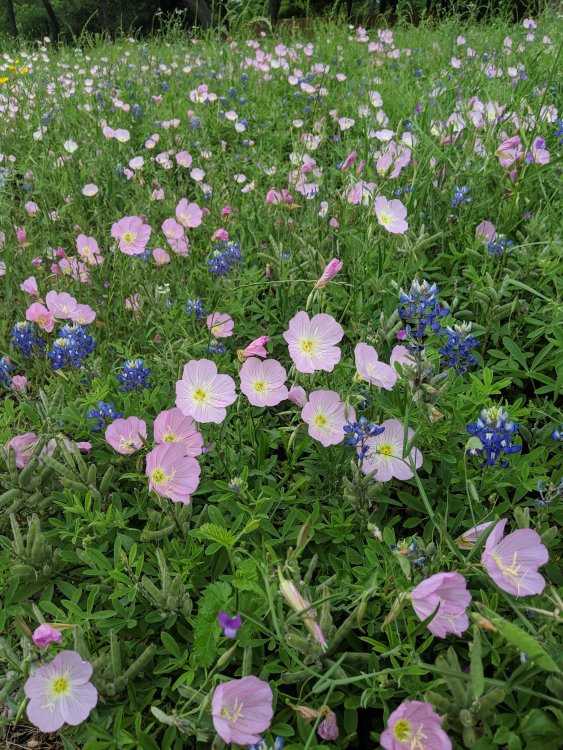 more wildflowers.jpg