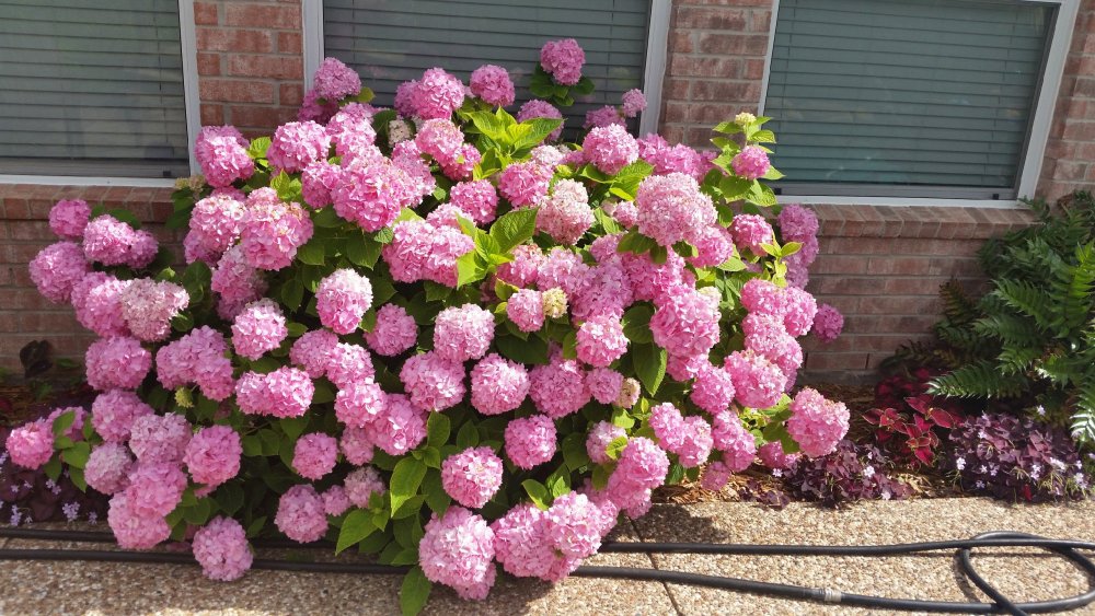 Hydrangea.jpeg