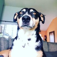 BigGooch