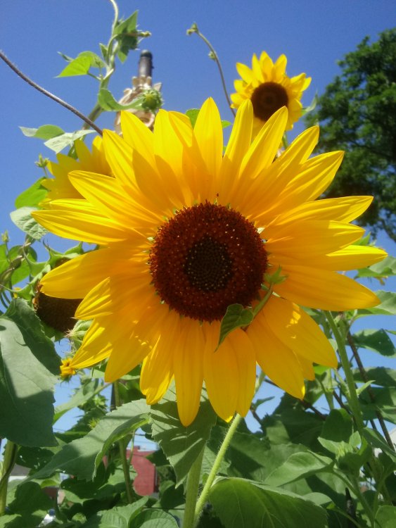 20190809_134540.thumb.jpg.dc7bf265d4414ecedce137f11248ffe1.jpg