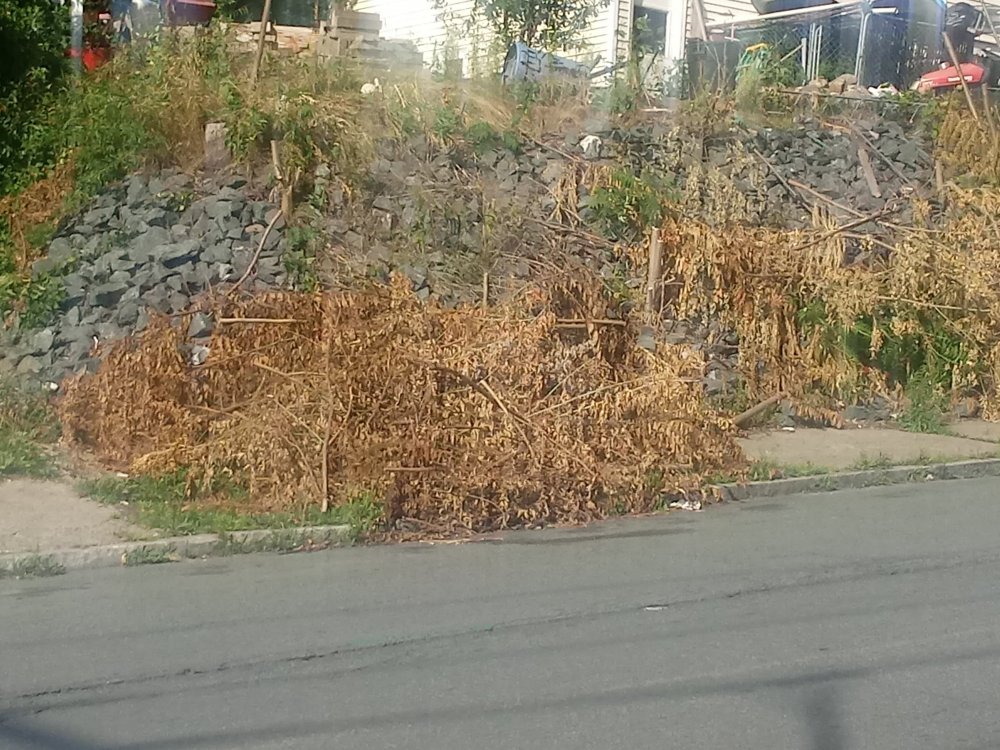 20190809_165327.thumb.jpg.7f3d637faec59225b68f9c2cda980864.jpg