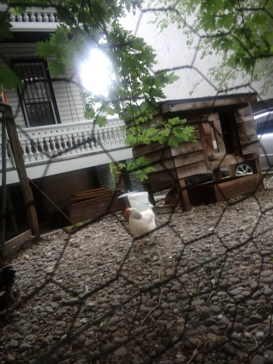 20190813_132407.thumb.jpg.074f5ffaf8c46d7d6da5981300d79f8a.jpg