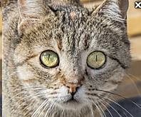 startled-cat-face.jpg.7753cfe19c37fa023f797d6745b2263b.jpg