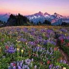 Wildflowerdreams