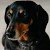 dachshundfan