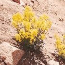 wallflower95