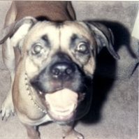 Shannon Piper