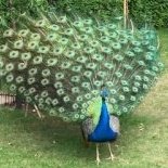 ANewHooze