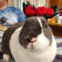 Bunnytoes