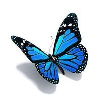 Butterflyrhh