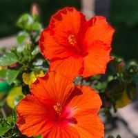 TrinaMarie