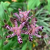 Spiderlilly
