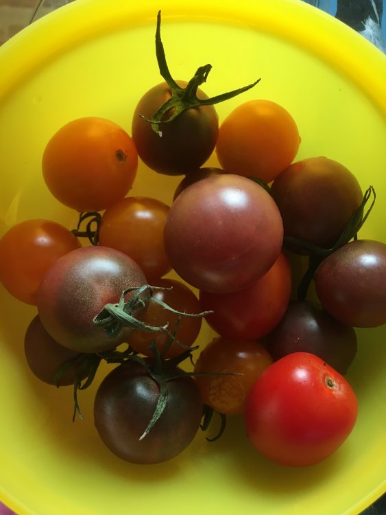 tomato.jpg