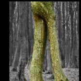 TreeTrunks