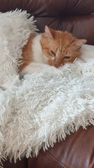 How do I change Pix?