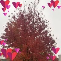 Pixxidust