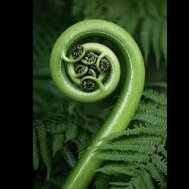 Fiddlehead Aficionado
