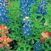 Bluebonnetgirl