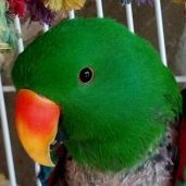 QuirkyParrot