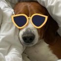 BeagleMom83