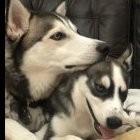 HuskyMommy