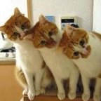 3catnight