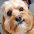 Huckdoodle
