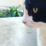 FarfelDiego