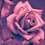 JadeDee22