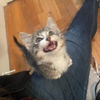 SleevedandPleased