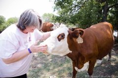 Cows.jpg