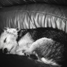 beaglegirl2