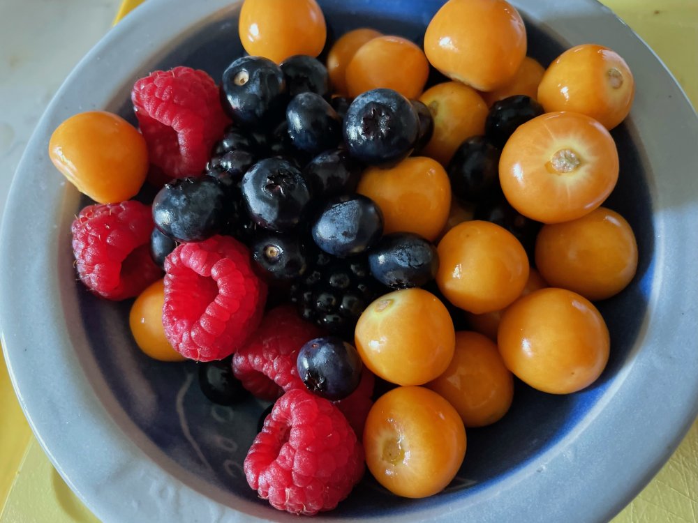 fruit.thumb.jpg.d018a950af7a8b21a68fd3fe4c00bdad.jpg