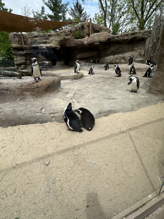 IMG_1272.jpeg