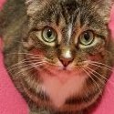 The_katz_meow