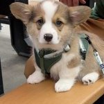 doggiedaddy