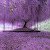 wisteria