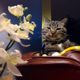CatLady0626