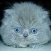indigocat