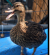 Ducky07