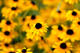 daisies76