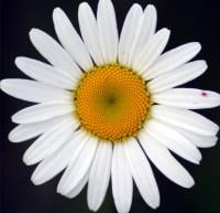 NellieBean