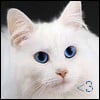 aliekat55